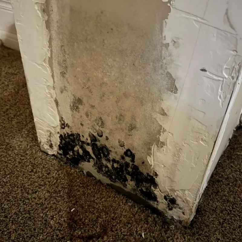 Professional Mold Removal in Marysville, CA
